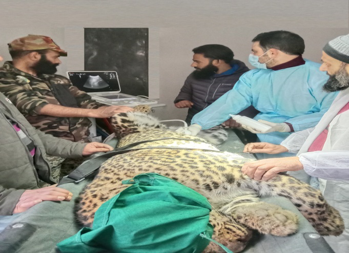 Figure 1: Ultrasonography of a rescued leopard being undertaken in our clinic.