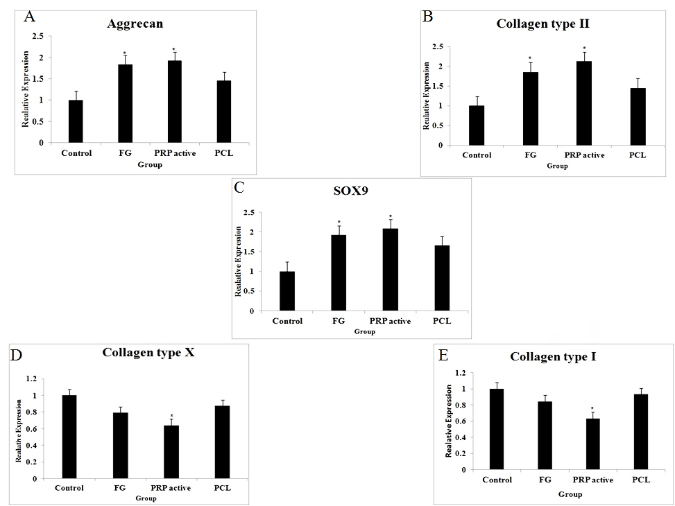 Figure 4: Effect of different scaffold on chondrogenic gene expression. After 14 day of chondrogenic differentiation, gene expression was separately assayed for AD-MSCs seeded on the different scaffold. Data are expressed as mRNA expression for Aggrecan [A], Collagen II (Col2) [B], SOX9 [C], Collagen X (Col10) [D], and Collagen II (Col2) [E] genes (ng/μl) relative to β-Actin (ng/μl). Values are expressed as mean ± SD of triplicate assays. *p<0.05; **p <0.01. The results showed significant difference between the PRP and FG scaffolds compared control and PCL scaffolds.