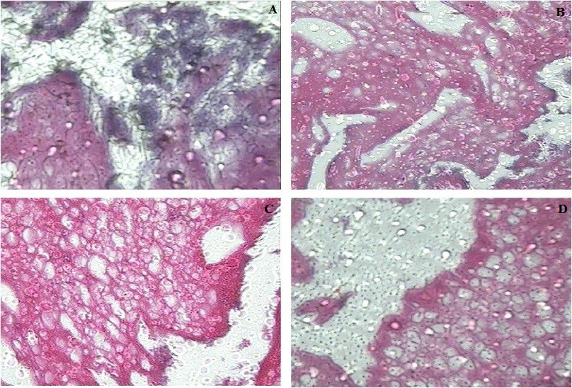Figure 6: Histological evaluation of chondrogenic differentiation of adipose-derived stem cells on the different scaffolds at 2 weeks (A–D). This image referred to PRP (A), PCL (B) and Fibrin glue (C) scaffolds and also mention which histological stain is being referred to. Also include a nacccctive cartilage as control (D).
