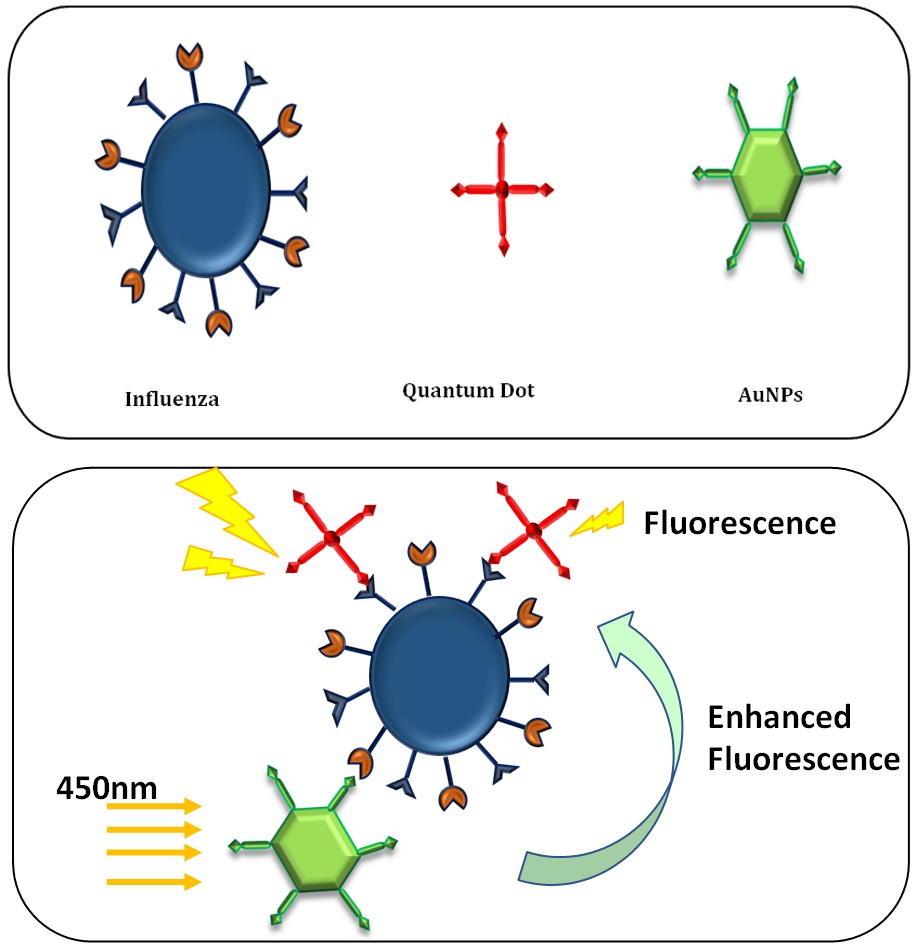 Figure 2: a) Influenza virus, quantum dot, AuNPs b) Mechanism of fluorescent semiconductor quantum dot (QD) nanocrystals an ultrasensitive, rapid and specific localized surface Plasmon resonance (LSPR)-induced immunofluorescence Nano biosensor.