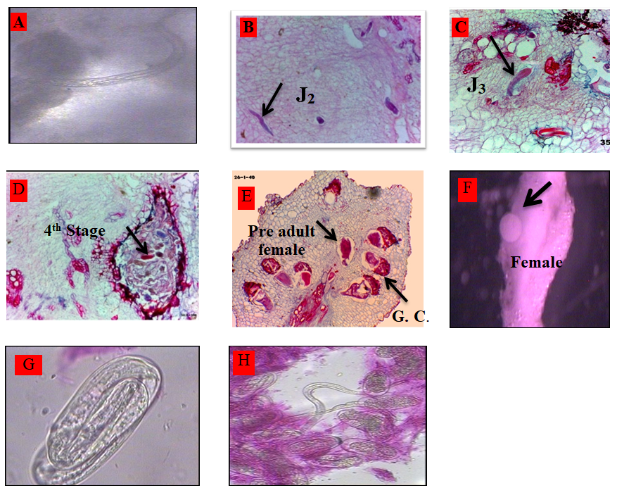 Figure 2: The nematode developmental stages M. incognita on bean roots on M.S. media (×100). A: J2 Penetrate The Root; B: J2 In The Root; C: J3 In The Root; D: 4th Stage Juvenile; E: Pre Adult Female And Giant Cell (G.C); F: Female; G: The Egg; H: Egg Hatching.