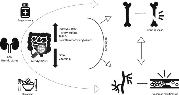 Figure 7: The uraemic milieu is one of the main contributors for gut dysbiosis in CKD. As renal function declines, the colon replaces the kidney as the primary site of excretion of urea and uric acid, which become alternative substrates for the gut bacteria, instead of indigestible foods, example fruits and vegetables) and polypharmacy (ie; phosphate binders, antibiotics, iron supplementation, PPI, immunosuppressants) may account for altered gut dysbiosis in CKD setting. The hypothesis upon gut-vascular-boneaxis in CKD revolves around the augmented exposure of the referred tissues to uremic toxins, such as indoxyl sulphate (IS) and p-cresylsulphate (P-CS), TMAO (Trimethylamine-N-oxide) and pro-inflammatory cytokines given the presence of a disrupted intestinal barrier. In addition, the reduced production of SCFA (short-chain fatty acids) and the deficiency of vitamin K might also exacerbate this mechanism.