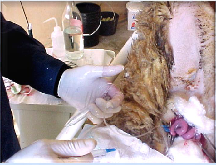 Figure 1: Flushing of the oviducts 48 hours after mating or insemination. It allows for determining the fertilization rate of the "ova" collected.