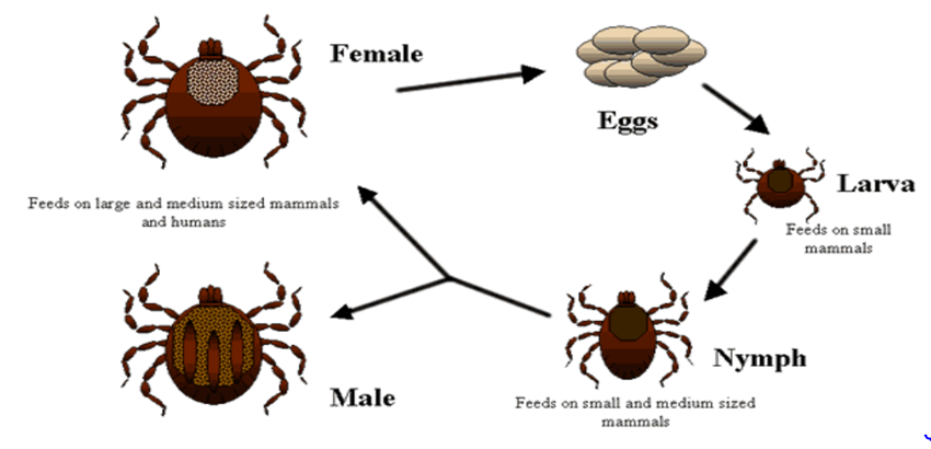 Figure 2: Life cycle of ticks Ixodidae. This image is licensed under creative commons attribution.