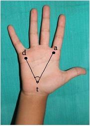 Figure 1: Palmer fingertip patterns.