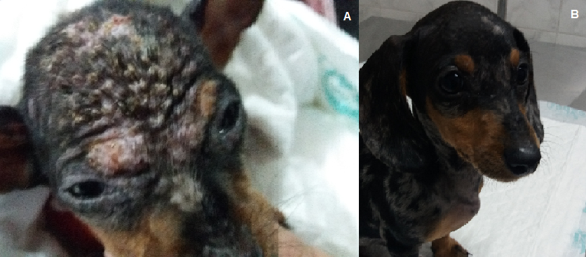 Figure 1: Skin lesions before and after treatment with antibiotics and parasiticides. A. presence of scabs and pustules on the head. B. Absence of lesions after treatment with oral cephalosporin and ivermectin.
