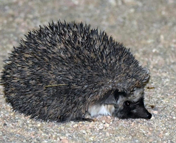 Figure 2: _Miniopterus schreibersii_ ( Chiroptera).