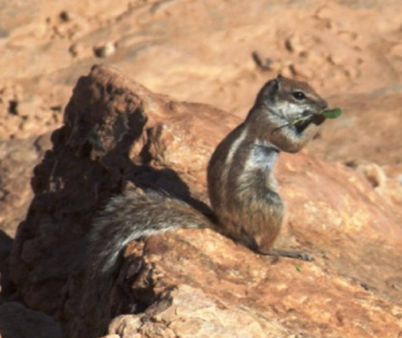 Figure 7: _Ctenocdactylus gundi_ (Rodentia). (Photos: 1,2: Mourad Ahmim; 3  : Aissa Moali; 4: Tarek Messaoudi; 5,6: Algeria wildlife watching association).