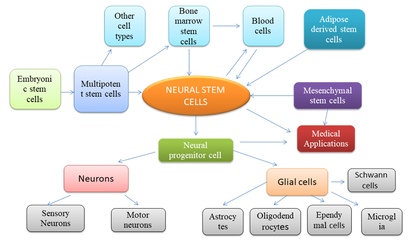 Figure 1: Origin of Neural stem cell differentiation and derived cell types.