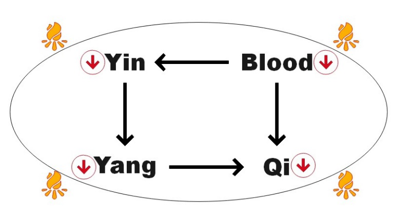 Figure 4: The relationship between _Yin, Yang, Qi_ and Blood.