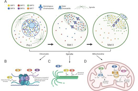 Figure 3: Courtesy ref no -5-Sirtuin distributions in oocytes during meiotic divisions and its associated molecular functions. A) Scheme denotes Sirtuin localization in oocytes at prophase I (Pro I) and at Metaphase I and II (Met I, Met II). SIRT1 is mostly nuclear in prophase I-arrested oocytes and on the spindle in Met II-arrested eggs. SIRT2 is found throughout the ooplasm and nucleus in prophase I and relocalizes to the spindle in Met I. SIRT6 and SIRT7 are chromatin-bound at all developmental stages, but SIRT7 is also present to a lesser extent in the ooplasm. SIRT3 and SIRT4 are predominantly nuclear in prophase I. SIRT3 redistributes around the spindle in Met II eggs and SIRT4 reallocates to the spindle in Met I. The cellular distribution of SIRT5 in oocytes is currently unknown. B-D) Molecular functions of Sirtuins during meiotic maturation in chromatin (B), the spindle (C) and mitochondria (D). B) SIRT1 promotes H3K9me3 deposition and heterochromatin formation and SIRT2 and SIRT6 regulates H4K16ac levels with potential implications in chromosome compaction, gene silencing and DNA damage repair signaling. C) SIRT1 and SIRT2 both regulate acetylation of α-tubulin suggesting a potential role in spindle dynamics. D) SIRT3 stimulates SOD2 activity and ROS balance and SIRT4 limits Pyruvate Dehydrogenase (PDH) complex activity leading to reduced ATP production. Solid and dashed arrows denote potential direct and indirect roles, respectively.