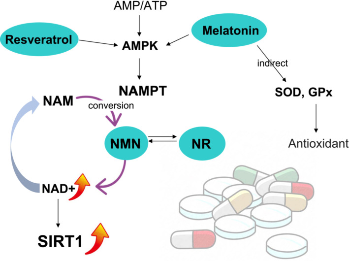 Figure 4: Courtesy ref no-31-Potential therapeutics involving the SIRT signaling pathway. Currently, supplementation of four different therapeutics, melatonin, resveratrol, nicotinamide mononucleotide (NMN), and nicotinamide riboside (NR) has demonstrated to restore oocyte quality through SIRT signaling pathways. The action of this therapeutics was integrated mainly in activation of SIRT1 induced by elevated NAD+. AMP, Adenosine monophosphate; AMPK, AMP‐activated protein kinase; ATP, adenosine triphosphate; GPx, glutathione peroxidase; NAD+, oxidative nicotinamide adenine dinucleotide; NAM, nicotinamide; NAMPT, nicotinamide phosphoribosyl transferase; SOD, super oxide dismutase.