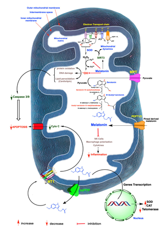 Figure 6: Courtesy ref no-92-A summary of free radicals which is generated in mitochondria and role of melatonin in Oxidative damage and ovarian ageing, radicals are generated partly to electron leakage from electron transport chain(ETC), in inner mitochondrial membraneand the rogue electron chemical reduces adjacent oxygen molecules to produce superoxide anion radical (O2-). This is quickly dismutated by superoxide dismutase (SOD), to hydrogen peroxide (H2O2) or it couples with nitric oxide (NO), to generated the markedly oxidizing peroxide anion (ONOD-)-not shown; H2O2 is converted to hydroxyl (OH) radicals via Heber Weiss reaction which is kinetically slow via Fenton reaction, both of which require a transition metal like ferrous (Fe2+), the OH and other oxidants damage molecules which initiate apoptosis. The antioxidant melatonin which is generated by a numbers of ovarian cells likely in mitochondria as well as pineal gland derived melatonin which enter these organelles and chelates iron and other redox reactive transition metals via act of SIRT3 melatonin furtherupregulatesSOD2 and impact mitochondrial dynamics in favour of remaining mitochondria. Finally melatonin indirectly neutralizes OH and ONOD-combined action. Melatonin acts as a robust protector of mitochondrial integrity and presents ideal cellular functions which delays ovarian ageing. Melatonin also works as an anti-inflammatory which in particular when chronic compromised mitochondrial physiology => ovarian cell including oocytes deterioration mitochondrial generated melatonin also escapes these organelles to a melatonin receptor (MT1), in the mitochondrial membrane which reduces the liberation of cytochrome c, thereby initiating programmed cell death (PCD) which could otherwise advance ovarian ageing. Lastly in ovarian cancer melatonin impacts generation of telomeres by decreasing telomerase activity to these strong cancer cell renewal I-IV mitochondrial complex.