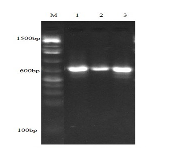 Figure 1: blaTEM Gene Amplification at 600bp. Lane M: Molecular weight ladder Lane1: Staphylococcus spp 1 Lane 2: Staphylococcus spp 2 Lane 3: Escherichia coli