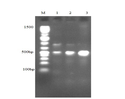 Figure 2: mecA Gene Amplification at 500bp. Lane M: Molecular weight ladder Lane1: Staphylococcus spp 1 Lane 2: Staphylococcus spp 2 Lane 3: Escherichia coli