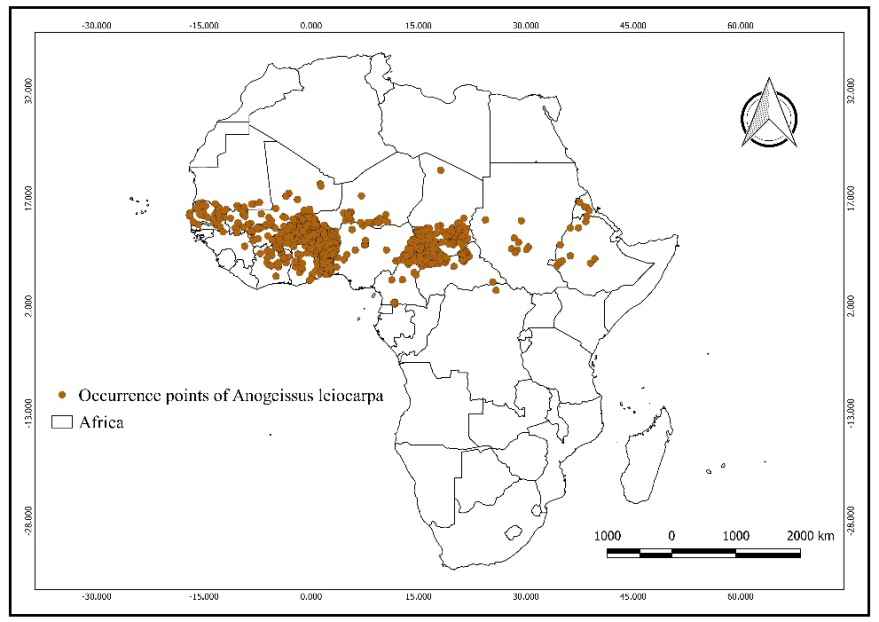 Figure 2: Anogeissus leiocarpa occurrence downloaded from GBIF website and collected on the field.