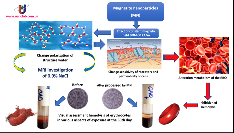 Figure 3: The Effect of Magnetite Nanoparticles on Hemolysis Processes by Changing the Polarization Structure of the Aqueous Sector of the Erythrocyte Microenvironment.