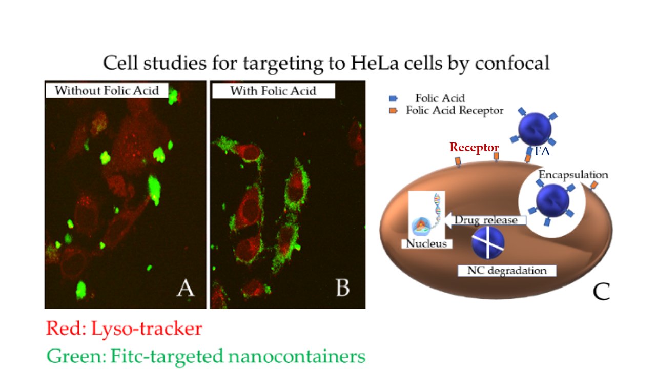 Figure 2: Nano4Dox agglomerates away from cancer without folic acid targeting group (A) and bonded to cancer if the Nano4Dox platform is grafted with folic acid (B).