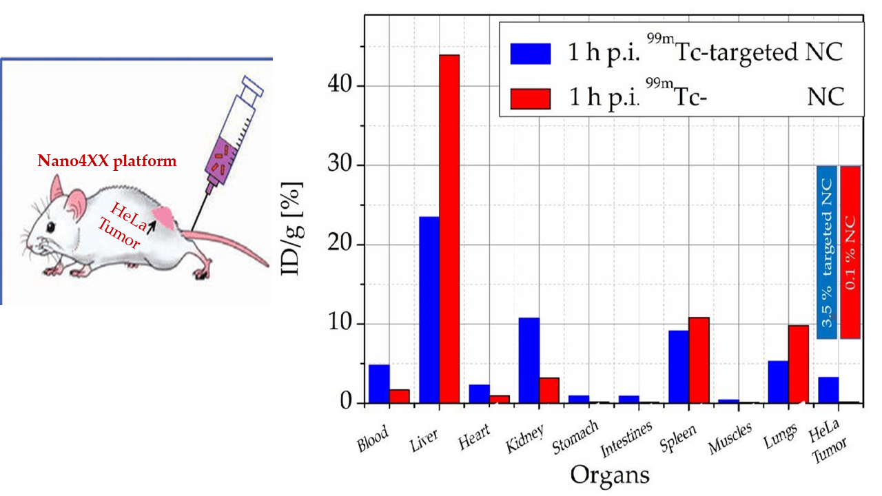 Figure 3: HeLa carcinomas were used for these experiments. The picture shows the different measurements and the number of nanocontainers found in them for the 2 cases where we used folic acid in the Nano4XX platform and the other where we did not use folic acid. The result is significant when we see that in cancer, you find a quantity of 3.5% from nanocontainers concentrated in HeLa tumors with folic acid, while this concentration is zero if we have not incorporated folic acid in the container.