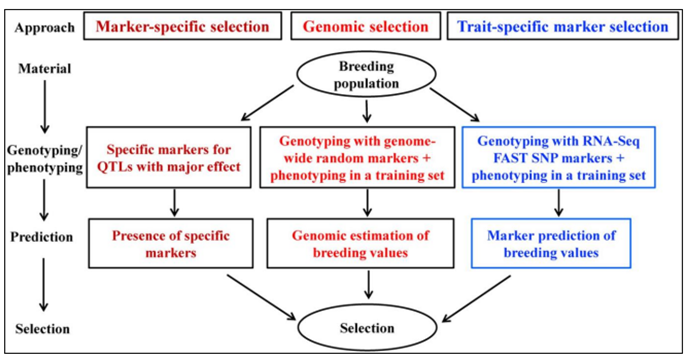 Figure 1: MAS and Genomic selection.