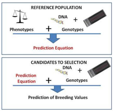 Figure 2: Principle of Genomic selection.