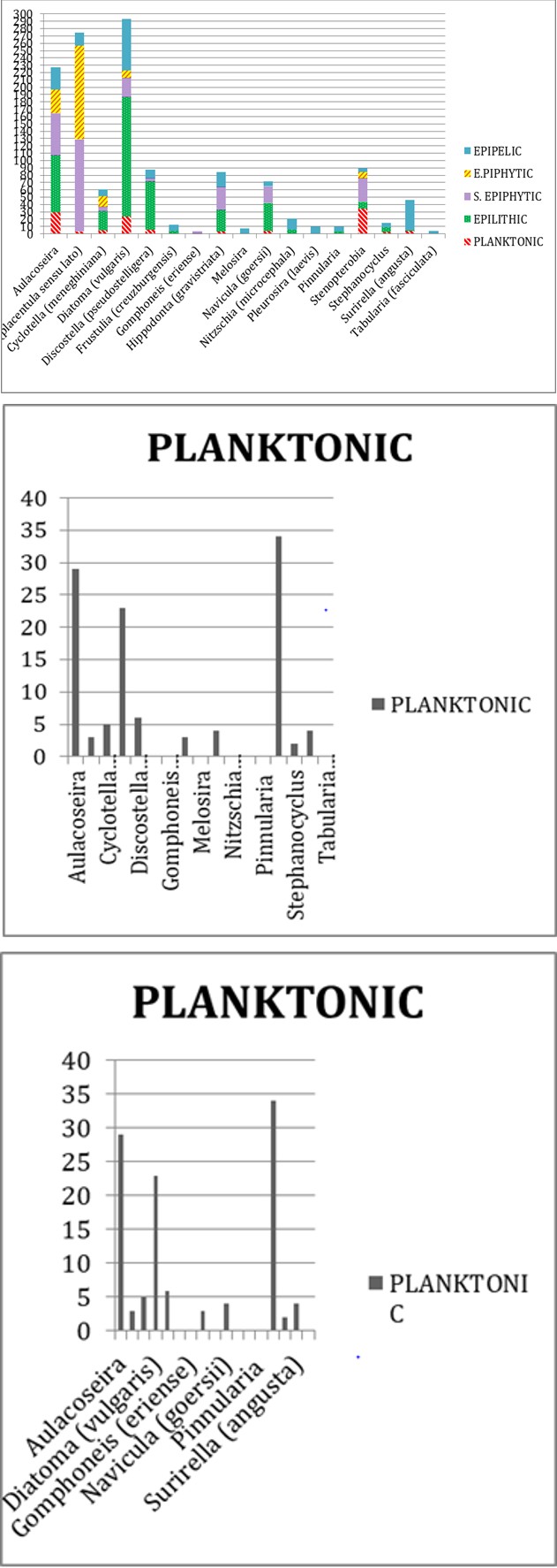 Figure 6: Frustulia.