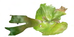 Figure 1: Image of _Platycerium bifurcatum_ harvested from its host plant (_Azadirachta indica_).