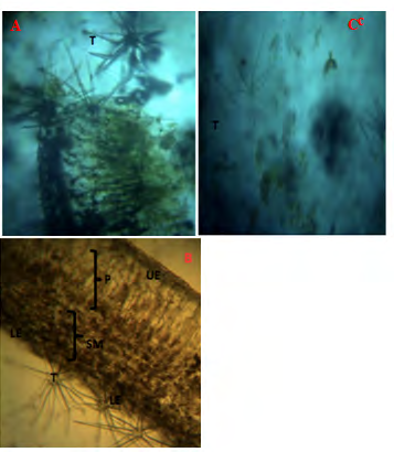 Figure 2: The leaf venations are reticulate, and margin is entire.