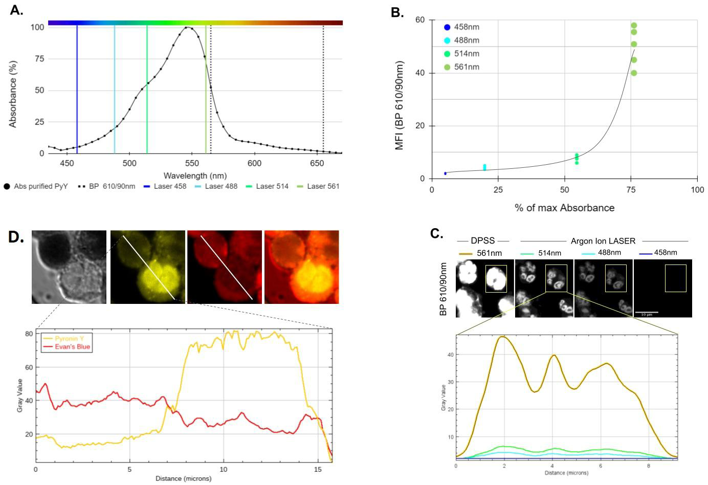 Figure 2: Spectroscopic and cell staining features of Pyronin Y. A. Absorption spectrum in the visible of the purification product obtained by Solid-Liquid extraction, dried and re-dissolved in PBS-DMSO (0.01% v/v) plotted next to 4 visible excitation lines available in the LSM880 system (Zeiss). B. Efficiency of these excitation lines set at 0.2% power on emission from Pyronin Y-labeled human PMNs detected in the 610/90(565-655)nm band at fixed gain as a function of the relative absorbance of the purification product dissolved in PBS-DMSO. C. Representative example (n=5) of a mean fluorescence intensity analysis of a Pyronin Y-labeled human PMN (highlighted rectangular area) under the excitation conditions indicated in B. For demonstration purposes, so that the signal may be eye-perceptible in suboptimal excitation conditions (488 and 458nm), the same digital contrast increase was applied to all four images. D. Pyronin Y and Evan’s Blue co-staining of live and fixed human leukocytes. Lower chart shows the fluorescence intensity profile of Pyronin Y (Ex. 561nm, Detection BP 595/50, “yellow” channel) and Evans Blue (Ex. 633nm 650/LP detection, “red” channel) along a diagonal transect (white line, 1pxl x 16 𝜇m) drawn over two cells, one live and one not.