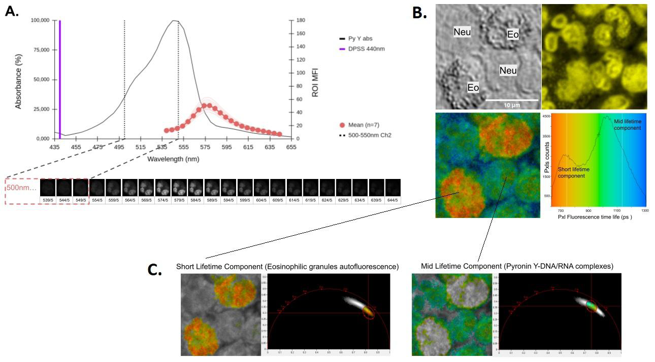 Figure 6: Acquisition setting for time-domain FLIM studies of Pyronin Y-stained human leukocytes. A. Spectral analysis (𝜆-stack, 5nm windows) of fixed (2% PFA) PMN stained with Pyronin Y and excited with a 440nm 30mW Pulsed Diode Laser at 4% power to verify detecting the signal in the interval 500-550nm (Channel 2), a necessary condition to carry out time domain FLIM studies (please see equipment configuration in the appendix section). B. Analysis of intensity (upper right image) and lifetime fluorescence (bottom left image and histogram) in fixed peripheral human Neutrophil (Neu) and Eosinophil (Eo) PMNs (2% PFA) stained with Pyronin Y. C. Phasor plots analysis in the time domain allows differentiating an autofluorescent component (C1) in the cytoplasm of Eo with shorter lifetime than Pyronin Y-nucleic acid complexes of the nucleus (C2, component with a mid-range lifetime). The observed mean lifetimes are 730ps for C1 and1050ps for C2.