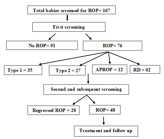Figure 1: Flowchart of the ROP-screened babies.