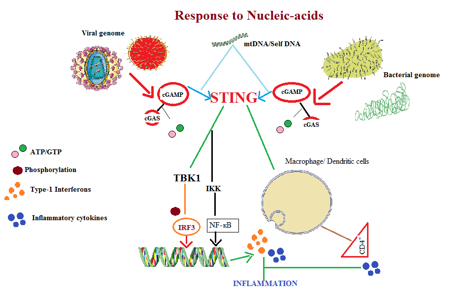 Figure 1: STING pathway induces the production of Type-1 Interferons and pro-inflammatory cytokines in response to the intracellular pathogens or towards the mtDNA (mitochondrial DNA)/Self DNA particles present in the cytosol. Activation process of this pathway then stimulates the downstream TBK1 (TANK-binding kinase1) which phosphorylates IRF3 (Interferon regulator factor3). In nucleus it induces the transcription of genes encoding type-1 Interferons and pro-inflammatory cytokines. In response to RNA STING interacts with RIG1 (Retinoic-acid inducible gene 1) via MAVS (mitochondria antiviral signaling) to induce type-1 interferon production via IкB (IKK) and NF-кB.