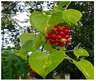 Figure 1: Tinospora.