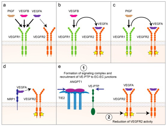 Figure 2: Courtesy ref no -27-Regulation of vascular endothelial growth factor A (VEGFA)/ vascular endothelial growth factor receptor 2 (VEGFR2) signaling. (a) Placental growth factor (PlGF), VEGFB and VEGFA compete for binding to VEGFR1. VEGFA has ten times higher binding affinity to VEGFR1 than to VEGFR2 ((b) Binding of VEGFB to VEGFR1 displaces VEGFA and increases its bioavailability for binding to VEGFR2, which then induces angiogenic signaling via VEGFR2 activation.(c) Binding of PlGF to VEGFR1 increases angiogenesis both by displacing VEGFA and making it available for VEGFR2-binding and by activating PlGF’s own, albeit weaker, angiogenic signaling viaVEGFR1 (d) Neuropilin-1 (NRP1) binds to VEGFA and presents it to VEGFR2, which enhances VEGFA/VEGFR2 signaling (reviewed in Reference [78]). (e) Binding of Angiopoietin 1 (ANGPT1) to its receptor TIE2 on endothelial cell (EC) surface activates signaling complex formation and recruits vascular endothelial protein tyrosine phosphatase (VE-PTP) to EC-EC junctions, which reduces VEGFR2activity.