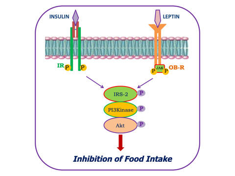 Figure 2: Common signalling pathway: Insulin receptor (IR) and Leptin receptor (OB-R).