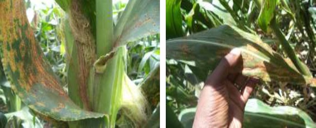 Figure 1: Symptoms of the common rust maize disease.