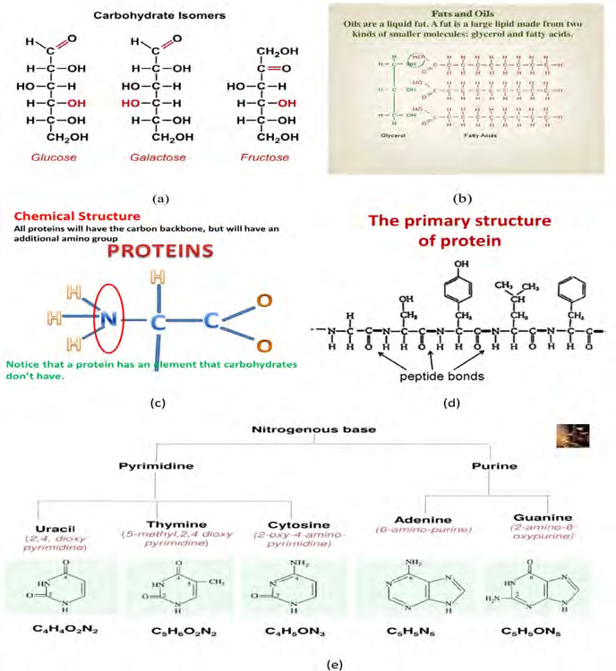 Figure 16: In organic chemistry, a carbohydrate is a biomolecule consisting of carbon (C), hydrogen (H) and oxygen (O) atoms with the general formula C6H12O6. Carbohydrates are utilized by animals and humans in metabolism to produce energy and other compounds. The most common classification schemes divide it into four major groups—monosaccharides, disaccharides, oligosaccharides, and polysaccharides.