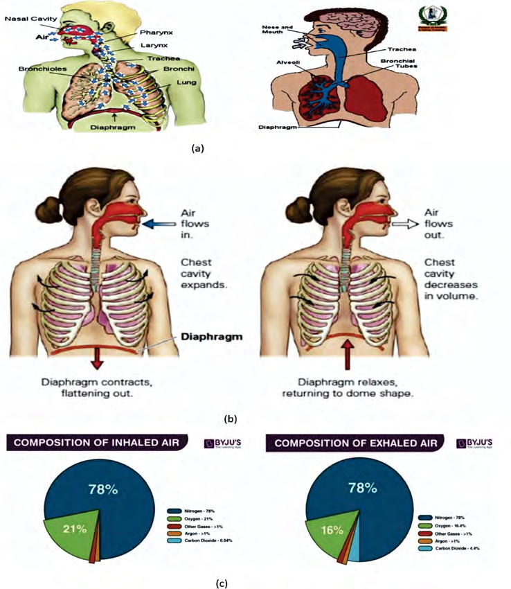 Figure 7: Movement of air through airways (mouth and nose) from outside to the lungs inside and the composition of human inhaled and exhaled air [19-22].