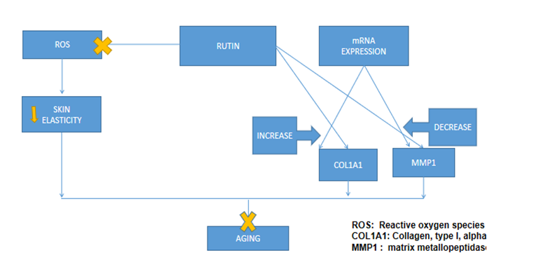 Figure 15: Skin Aging Activity.