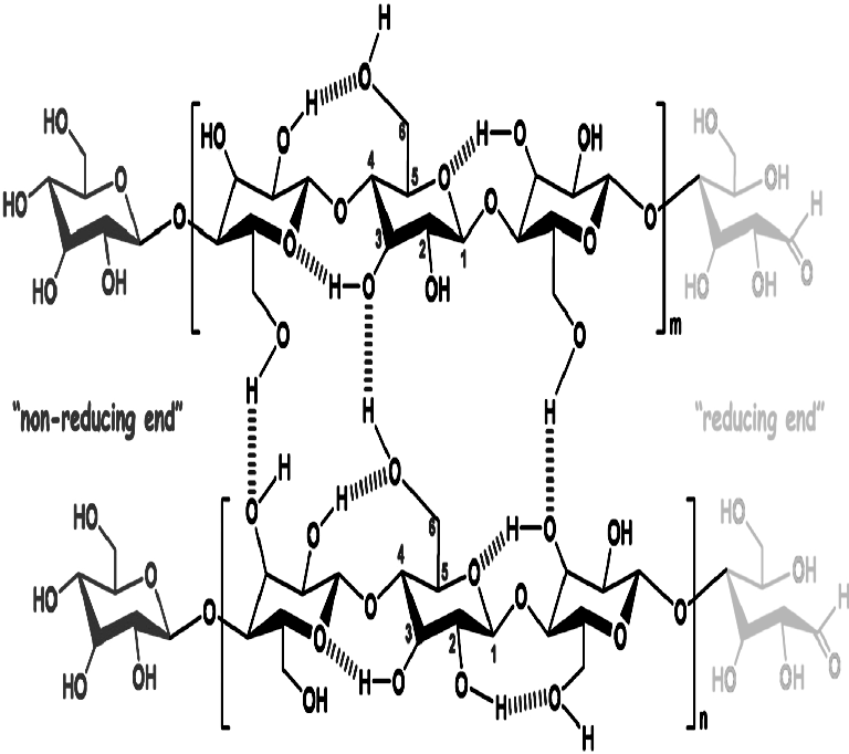 Figure 1: Hierarchical structure of cellulose.