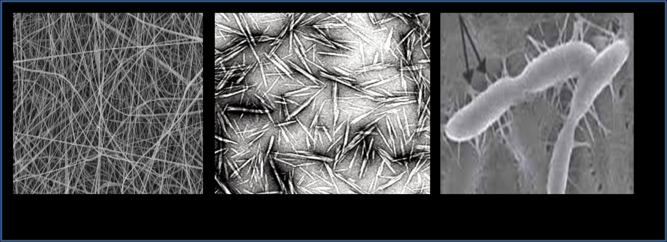 Figure 2: Structure of different nanocellulose.