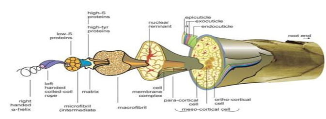 Figure 1: Morphological components of wool fiber [17].