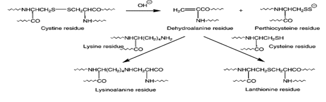 Figure 2: Formation of lanthionine and lysinoalanine from cystine [49].