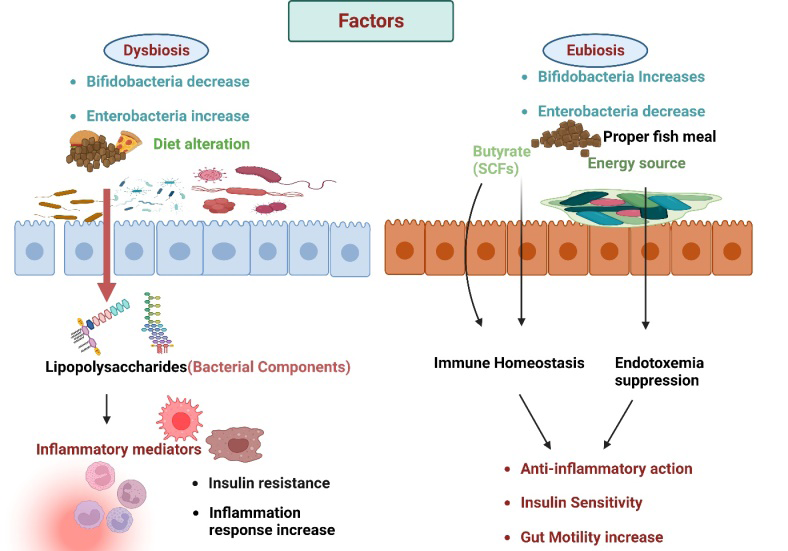Figure 2: Alternation in diet can cause change in gut microbiota composition, leading to dysbiosis.
