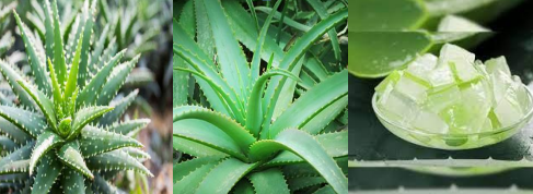 Figure 1: Aloe vera plant and Aloe vera gel [14].