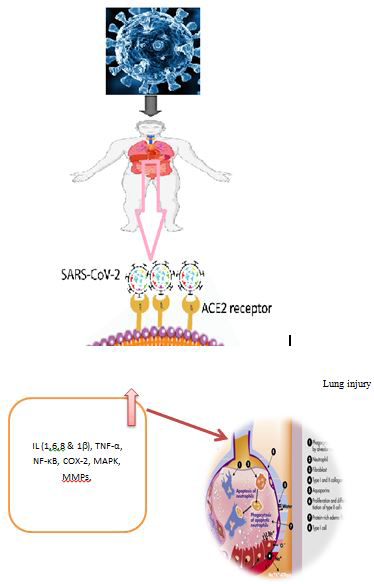 Figure 1: Pathophysiology of lung injury and COVID-19.