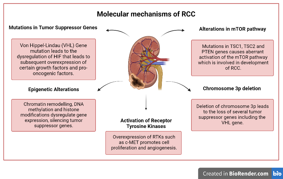 Figure 1: Overview of molecular mechanisms involved in the development of Renal Cell Carcinoma (RCC).