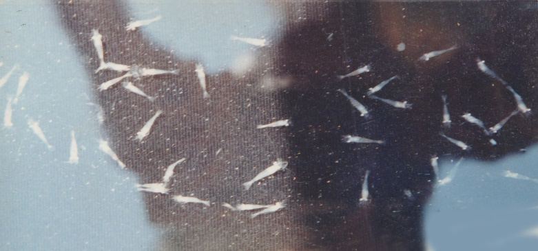 Figure 5: showing the post larvae of Macrobrachium rosenbergii attacked with white muscle disease in the hatchery.