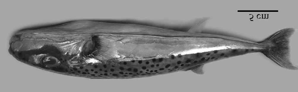 Figure 1: Silver-cheeked toadfish.