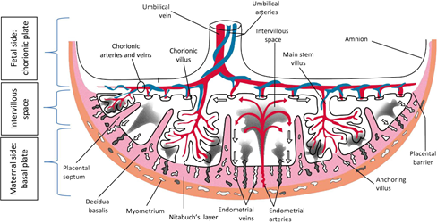 Figure 2: Drawing of the fetal side and maternal side of the placenta in the second half of pregnancy. Fetal side: Chorionic plate that contains the amnion and main stem villi (chorionic villi). Maternal side: Basal plate that contains placental septa and decidua basalis. Red, fetal veins: Umbilical vein, chorionic veins and venules; maternal arteries: endometrial arteries. Blue, fetal arteries: Umbilical arteries, chorionic arteries and arterioles. Pink, decidua basalis, Nitabuch’s layer, placental septa. Brown, myometrium Source: Jansen CHJR, et al. Development of placental abnormalities in location and anatomy A narrative review. Acta Obstet Gynecol Scand. 2020; 99: 983– 993. https://doi.org/10.1111/aogs.13834.